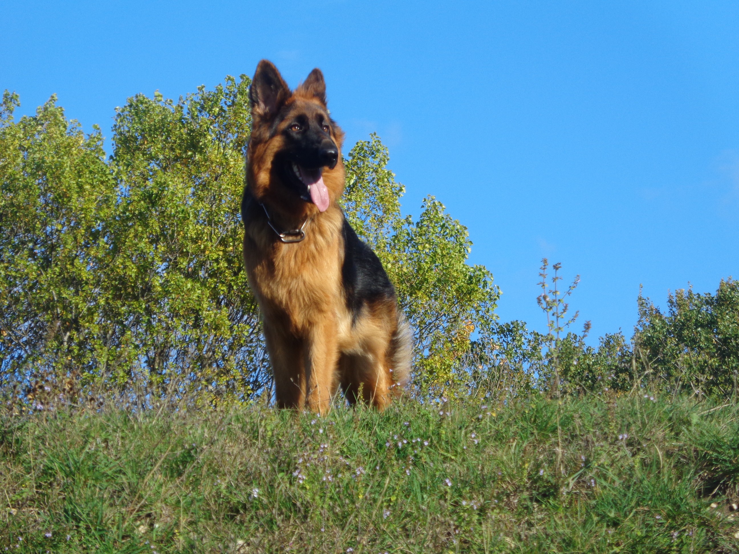 Miss Des Terres D'Harmony
