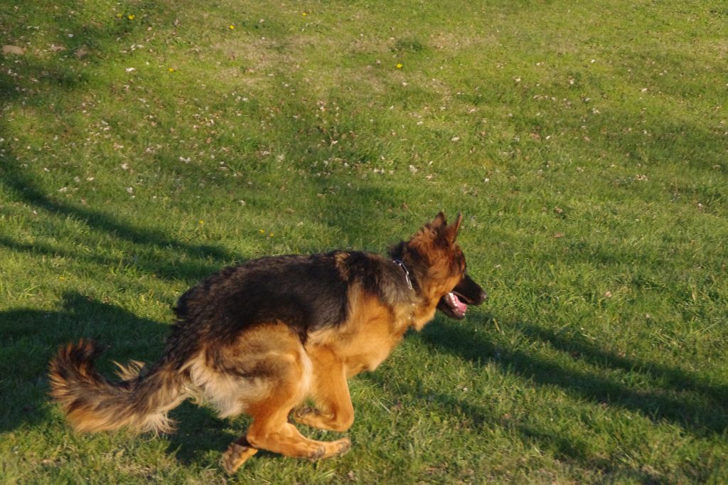 Miss : chiot